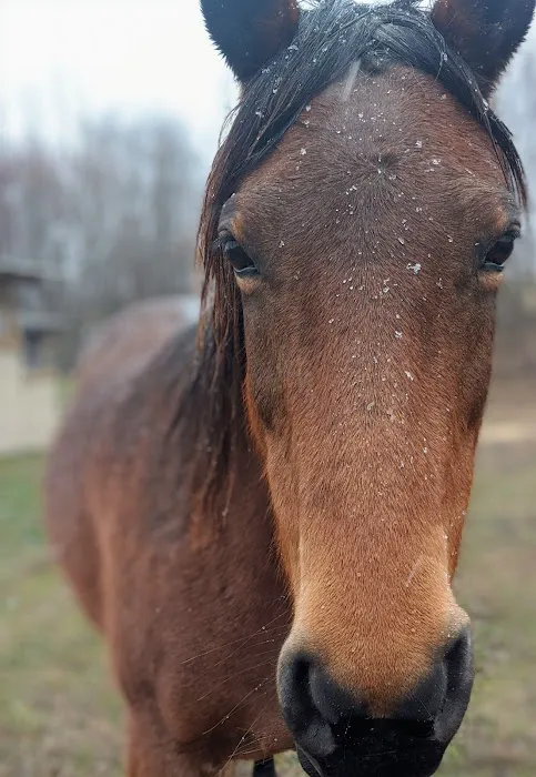 Sullivan Equine Veterinary Service 12