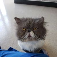 The Cat's Meow Cat Clinic ico