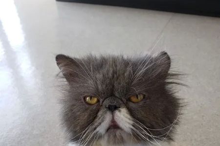 The Cat's Meow Cat Clinic