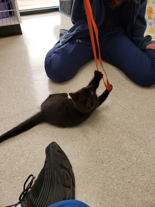 The Cat's Meow Cat Clinic 12
