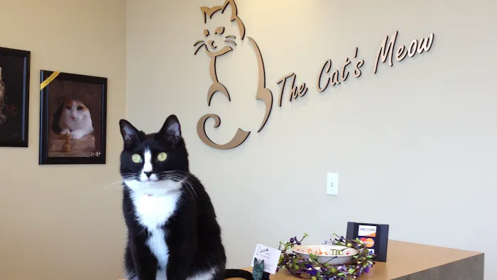 The Cat's Meow Cat Clinic 12