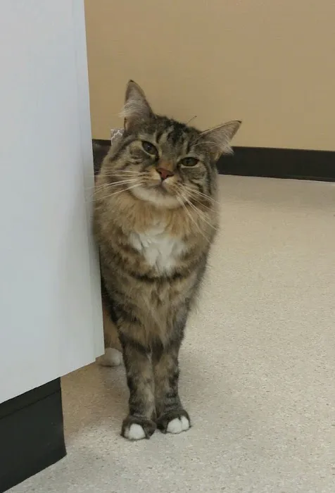 The Cat's Meow Cat Clinic 12