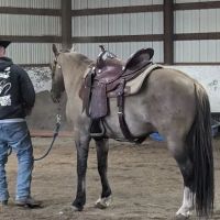 Equus Veterinary Service ico