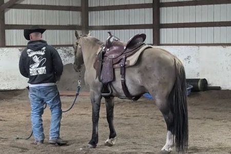 Equus Veterinary Service