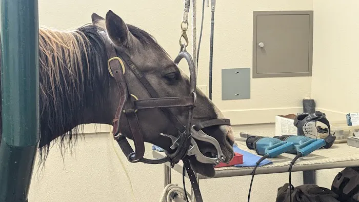 Equus Veterinary Service 9