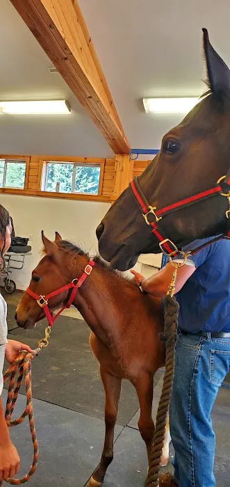Eagle Fern Equine Hospital 5
