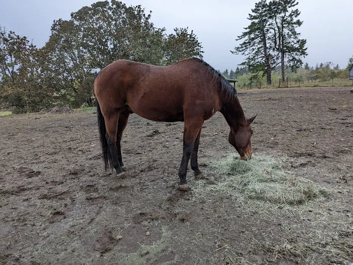 Eagle Fern Equine Hospital 2