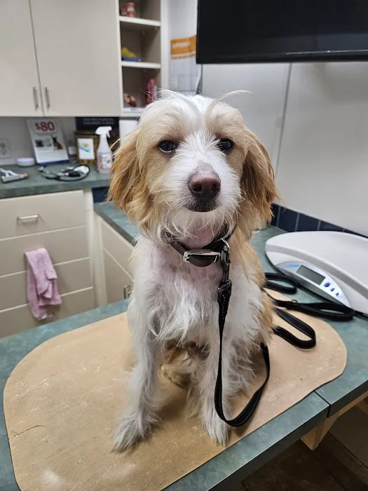 Eagle Fern Veterinary Hospital 7