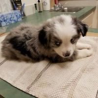 Eagle Fern Veterinary Hospital ico
