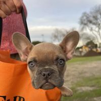 Trinity Pet Hospital ico