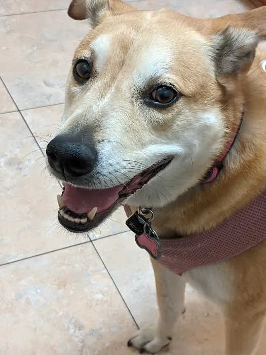 Trinity Pet Hospital 10