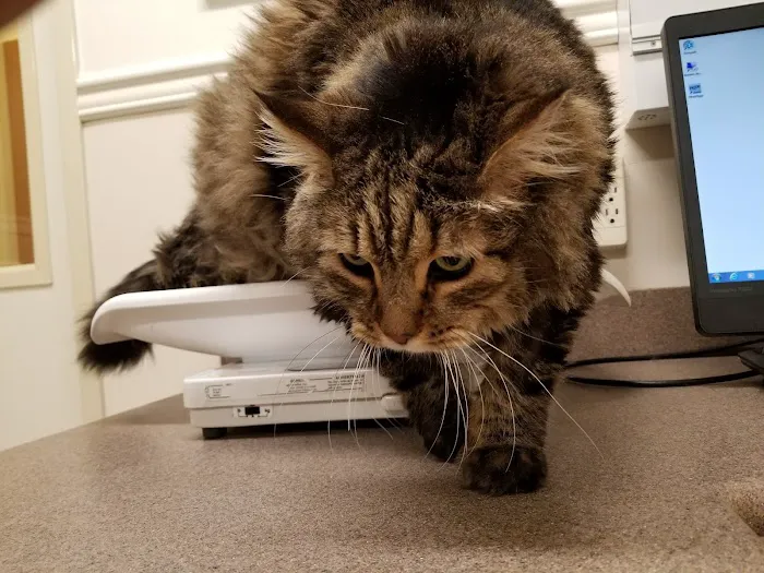 VCA Laguna Niguel Animal Hospital 12