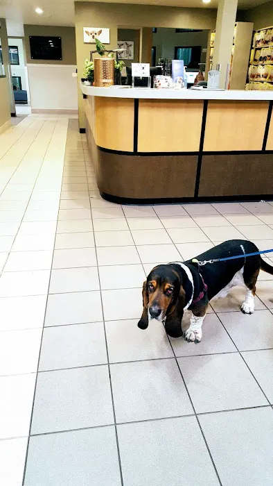 VCA Laguna Niguel Animal Hospital 12