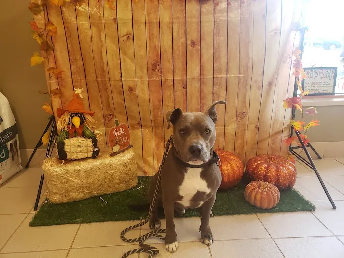 VCA Laguna Niguel Animal Hospital 12