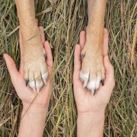 Rise Pet Health Emergency & Specialty Hospital ico