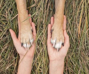 Rise Pet Health Emergency & Specialty Hospital