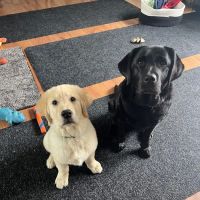 Monarch Veterinary Hospital ico