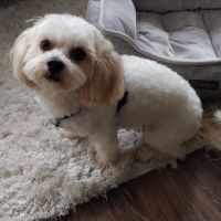 Mission Hills Pet Care Center ico