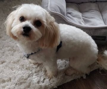 Mission Hills Pet Care Center