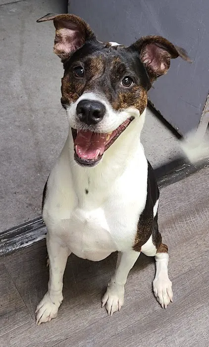 Mission Hills Pet Care Center 7