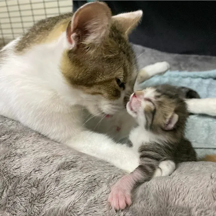 Mission Hills Pet Care Center 4