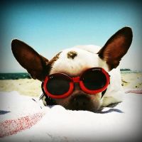 South Orange County Animal Hospital ico