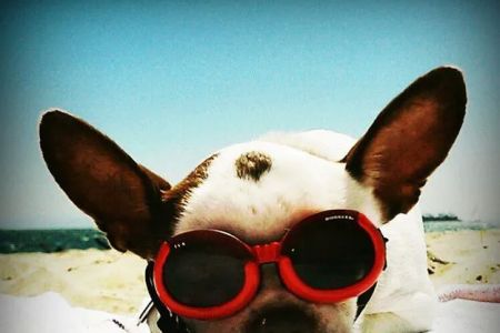 South Orange County Animal Hospital