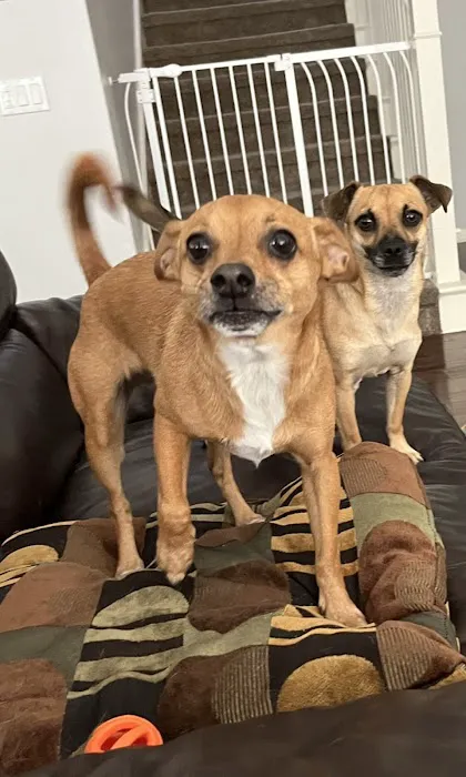 South Orange County Animal Hospital 5