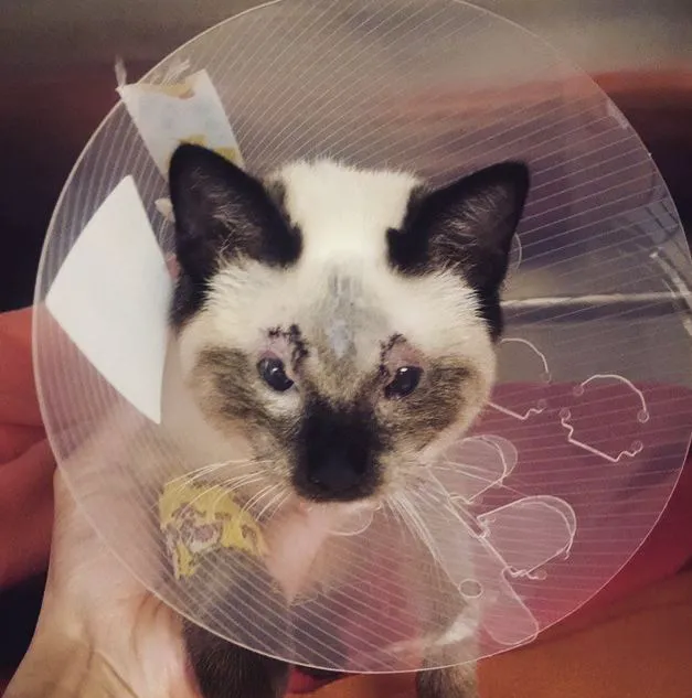 South Orange County Animal Hospital 9