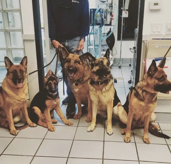 South Orange County Animal Hospital 10