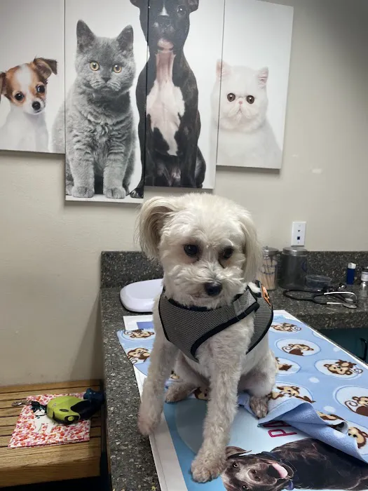 El Toro Animal Hospital 5