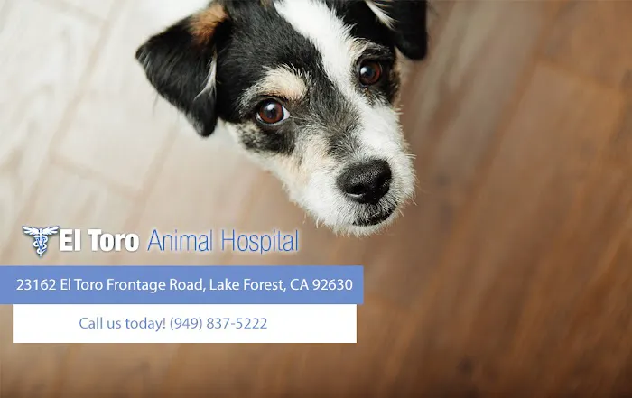 El Toro Animal Hospital 4