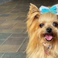 El Toro Animal Hospital ico