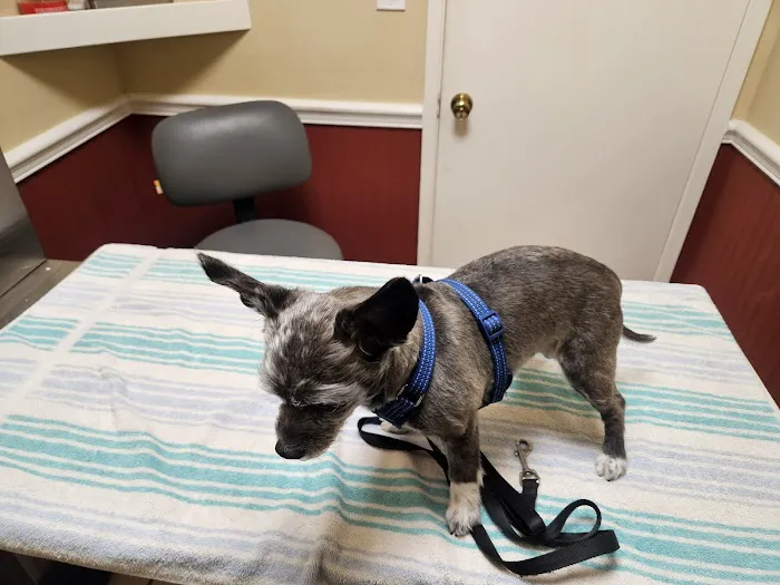 El Toro Animal Hospital 2