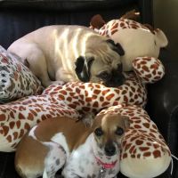 Mission Park Pet Hospital ico