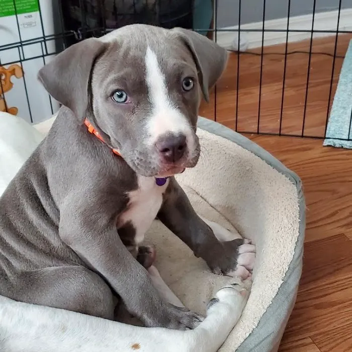 Mission Park Pet Hospital 12