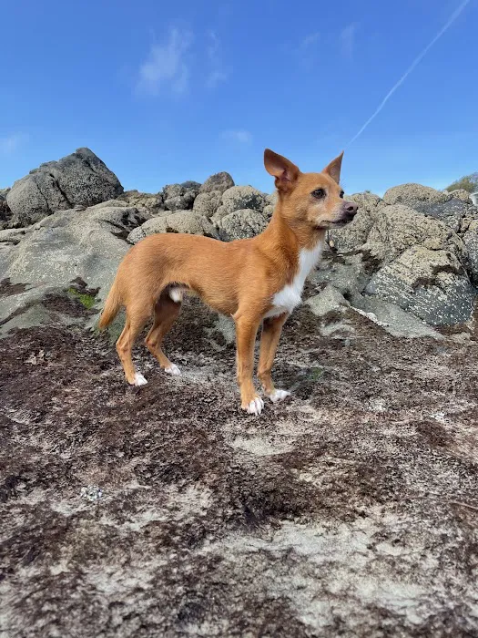 Dana Point Animal Hospital 5
