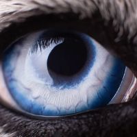 Petnetwork LLC ico