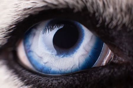 Petnetwork LLC