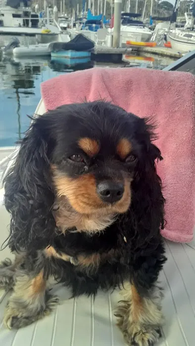 Petnetwork LLC 3