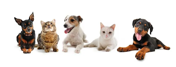 Marina Hills Animal Hospital 12