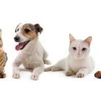 Marina Hills Animal Hospital ico