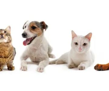 Marina Hills Animal Hospital