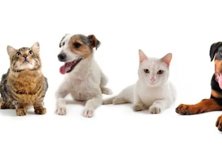 Marina Hills Animal Hospital