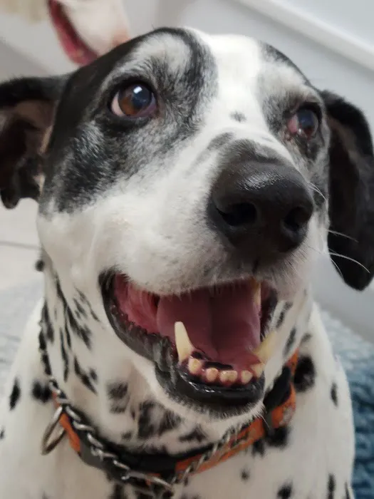 Marina Hills Animal Hospital 12