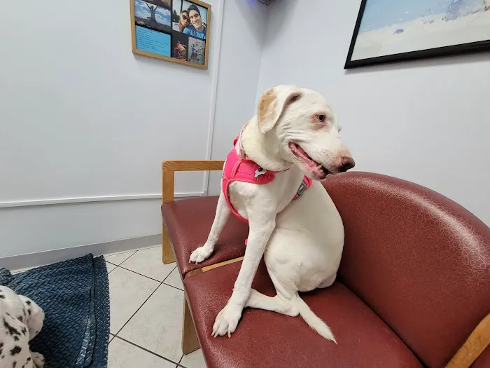 Marina Hills Animal Hospital 12