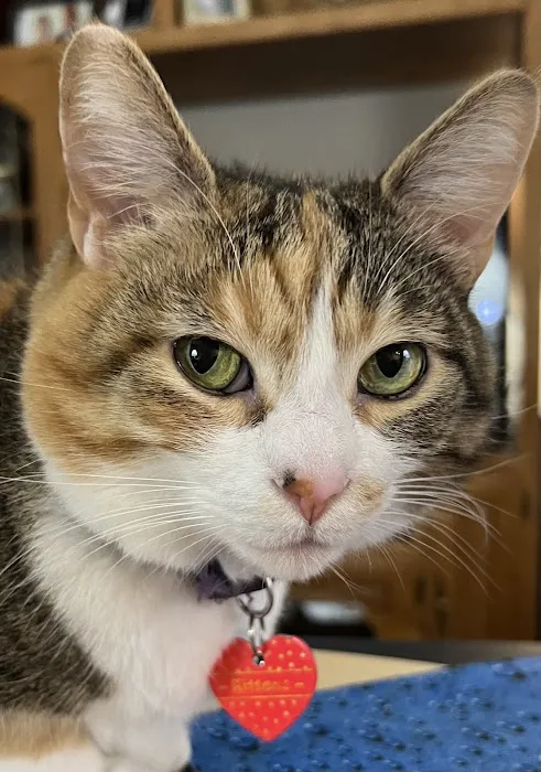Marina Hills Animal Hospital 12