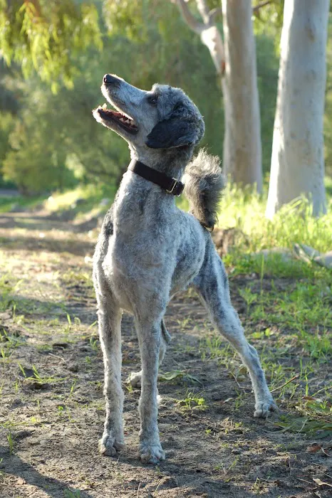 La Paz Animal Clinic 1