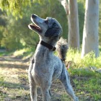 La Paz Animal Clinic ico