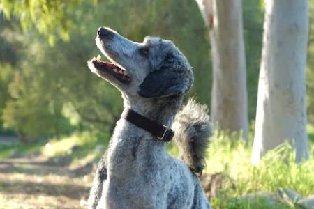 La Paz Animal Clinic